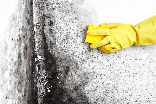 Best Residential Mold Inspection & Testing  in , NV