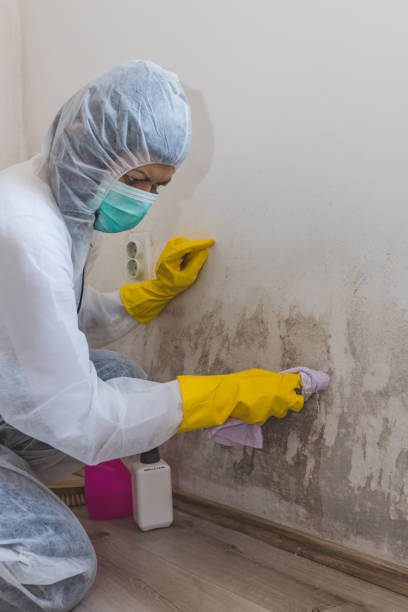 Best Water Damage & Mold Remediation  in , NV