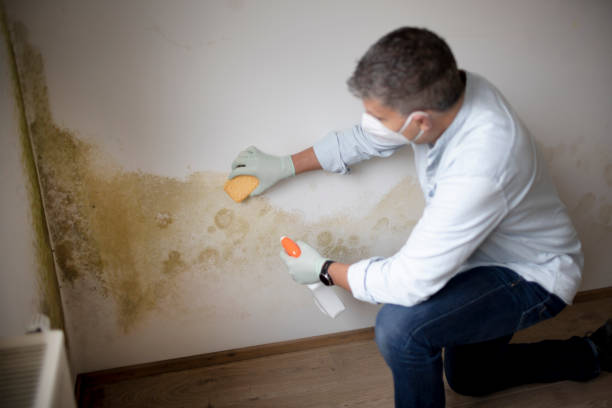 Best Mold Remediation for Healthcare Facilities  in , NV