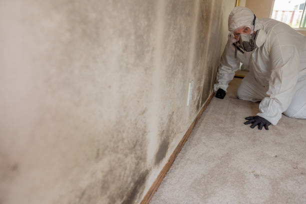 Best Environmental Consulting for Mold Prevention  in , NV